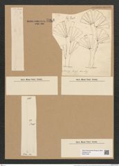 Licmophora flabellata (Carm.) Ag. (de-Toni-Nr.: Genus 86, Species 2953) Zeichnungen Sammlung Grunow Nr. 5963 (NHMW-BOT-W0374439)